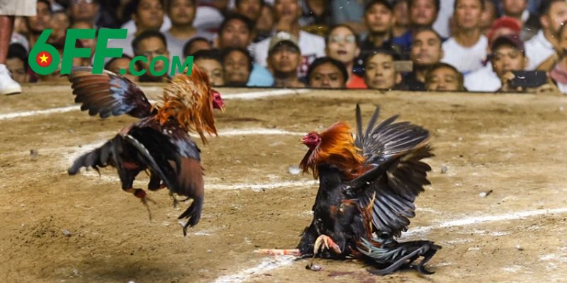 Những lợi ích mà người chơi nhận được khi tham gia đá gà 6FF